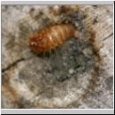 Megatoma undata - Kaeferlarve 02 6mm.jpg